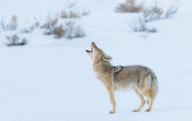 Coyote Howling in Winter