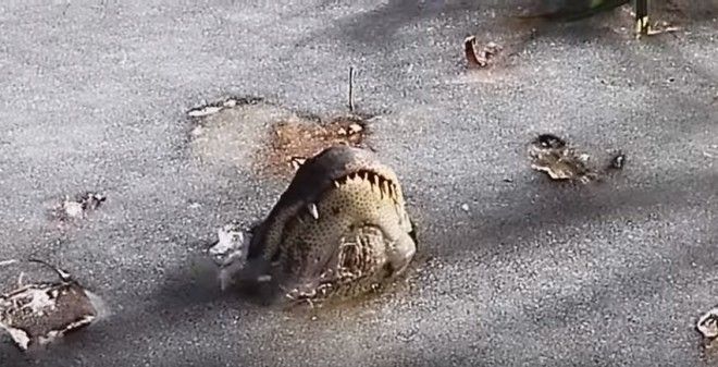 Amazing Survival Tactics Made Frozen Alligators Survive the Winter Blast