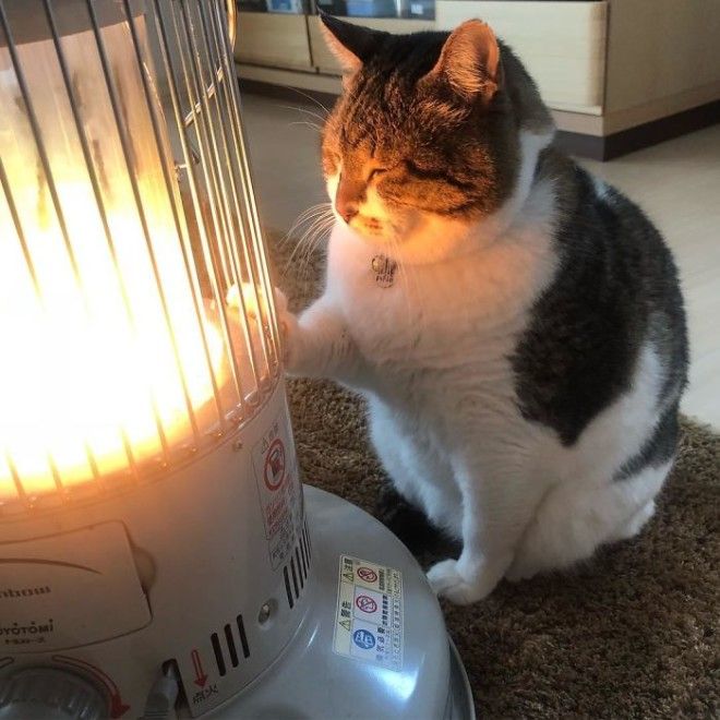 Hilarious Photos Of Cat Falling In Love With A Heater During Cold Weather