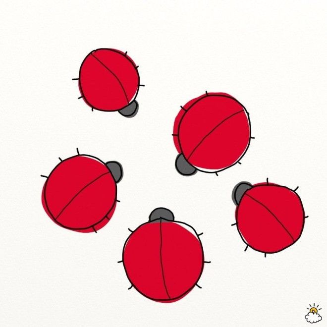 5. Beetles 
