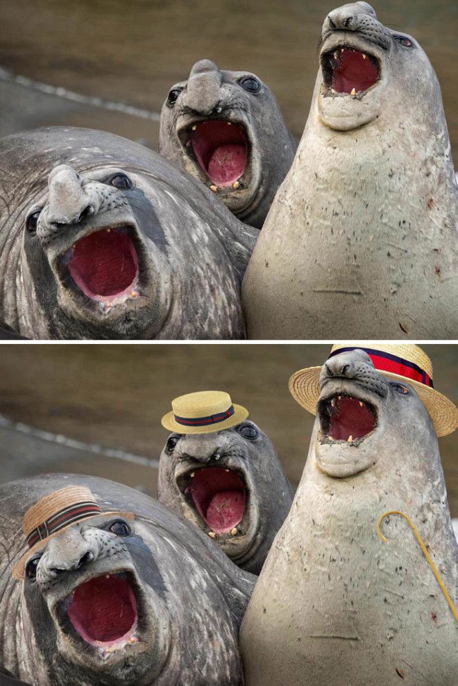 These Three Yawning Sea Lions