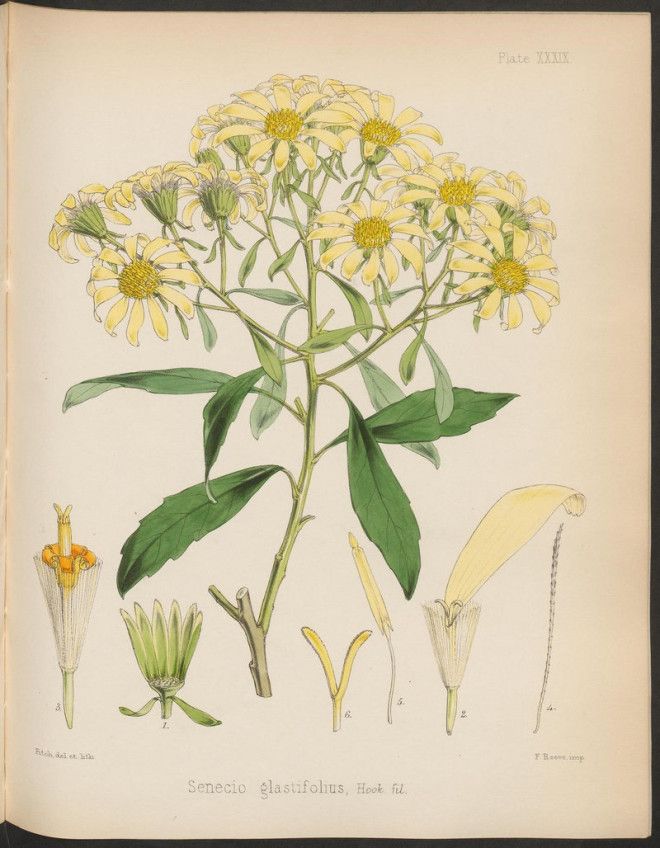 Ragwort is kind of pretty but also kind of poison
