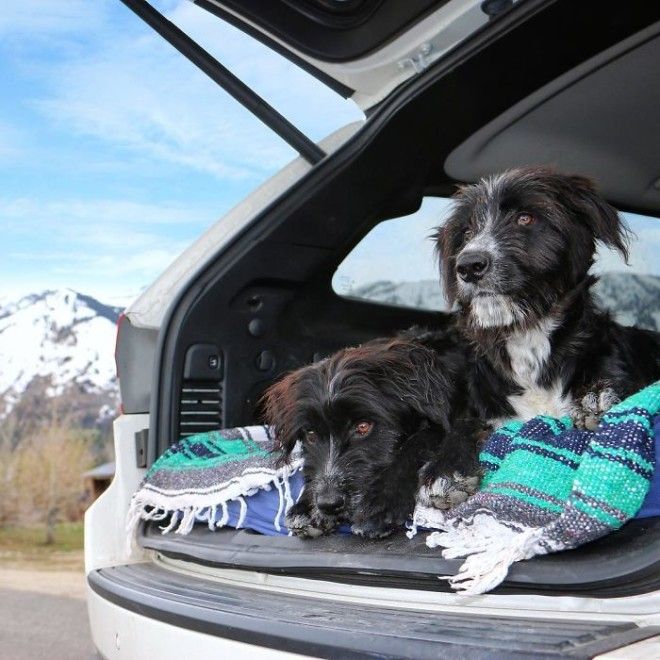 Travel-With-Two-Homeless-Dogs-Jordan-Kahana