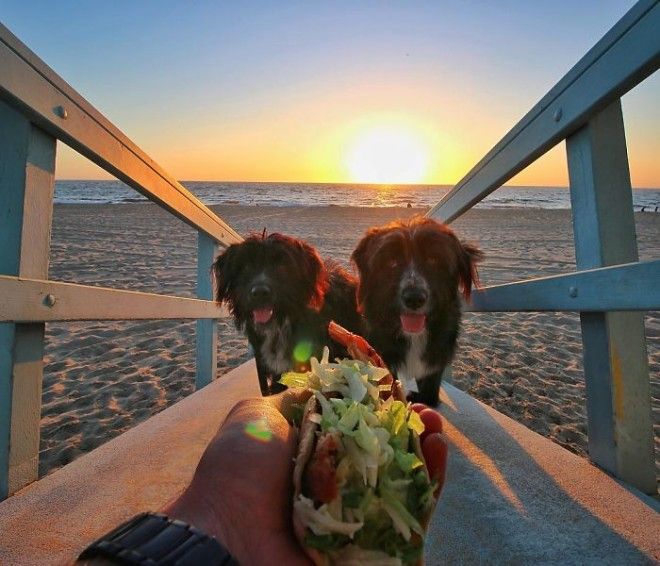 Travel-With-Two-Homeless-Dogs-Jordan-Kahana