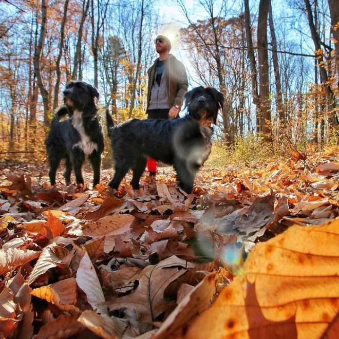 Travel-With-Two-Homeless-Dogs-Jordan-Kahana