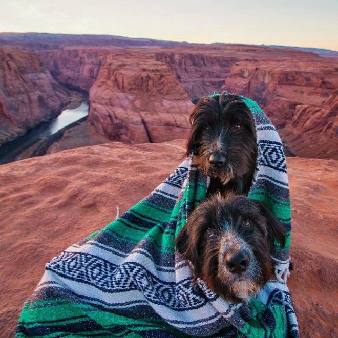 Travel-With-Two-Homeless-Dogs-Jordan-Kahana