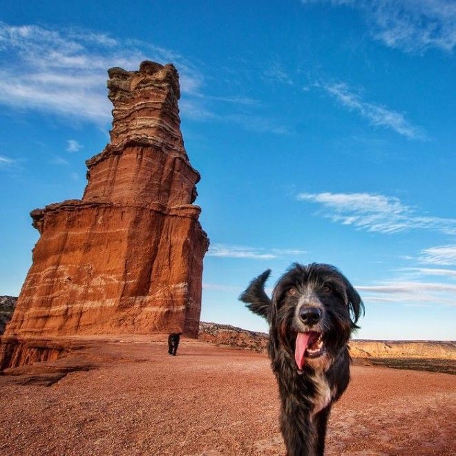 Travel-With-Two-Homeless-Dogs-Jordan-Kahana