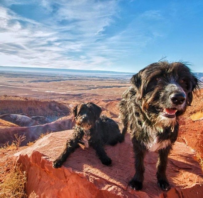 Travel-With-Two-Homeless-Dogs-Jordan-Kahana