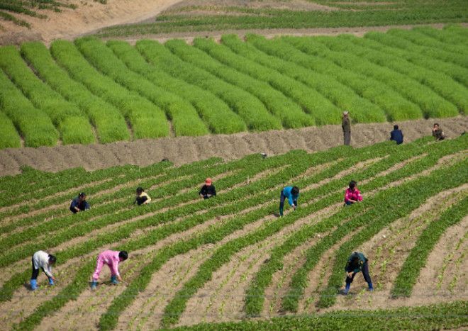 When Times Are Hard (As They Usually Are Here), Kids Can Be Found Working For The Farming Collectives