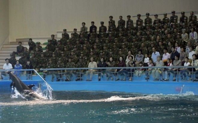 When Visiting The Delphinium In Pyongyang, You Can Photograph The Animals, But Not The Soldiers Who Make Up 99% Of The Crowd