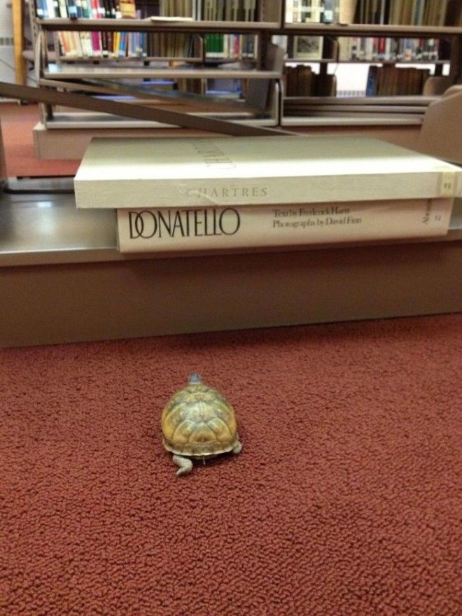 My Wife Is A High School Librarian And One Of Her Students Lost A Turtle In The Library Earlier In The Week Today He Was Found She Swears This Picture Wasnt Staged Is This Awesome Or Is My Wife A Liar