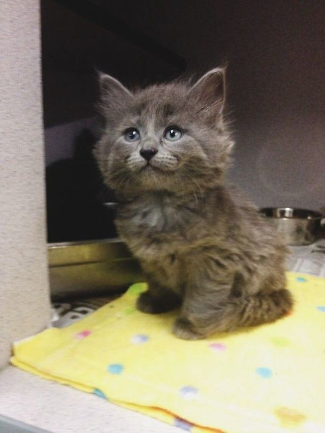 I Volunteer At The Local Shelter And This Cutie Came In Today