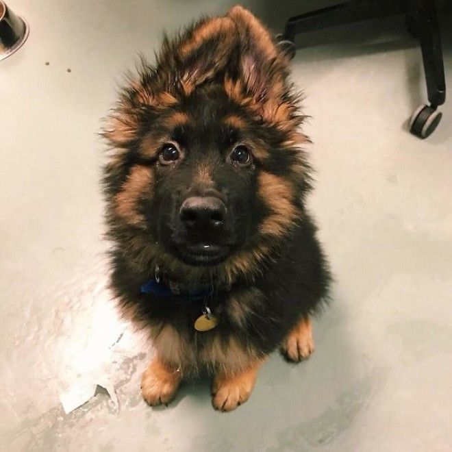 This Fluffy Boy Came Into The Shelter I Work At