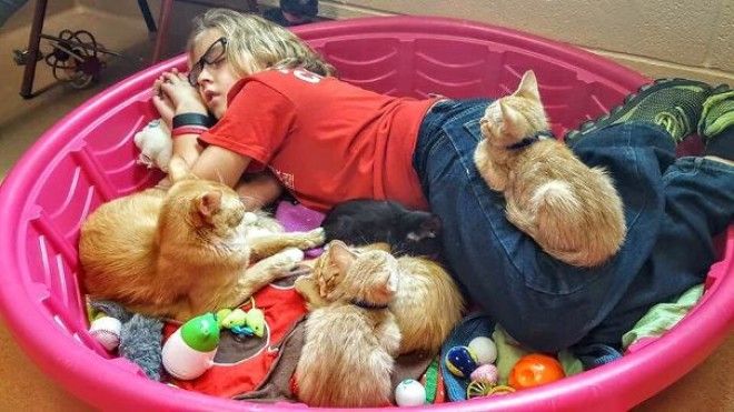 Rescue Shelter Volunteer Caught Taking A Cat Nap