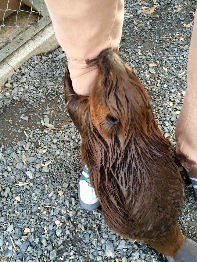 I Volunteer At A Wildlife Rehab. This Is Our 1 Y/o Beaver Giving Me A Hug Because She Missed Me Over The Winter. Or Maybe She Wanted The Apple I Had