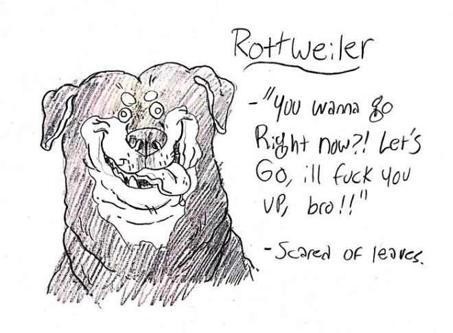 This Hilarious Dog Breed Guide Will Help You Choose Your Next Dog