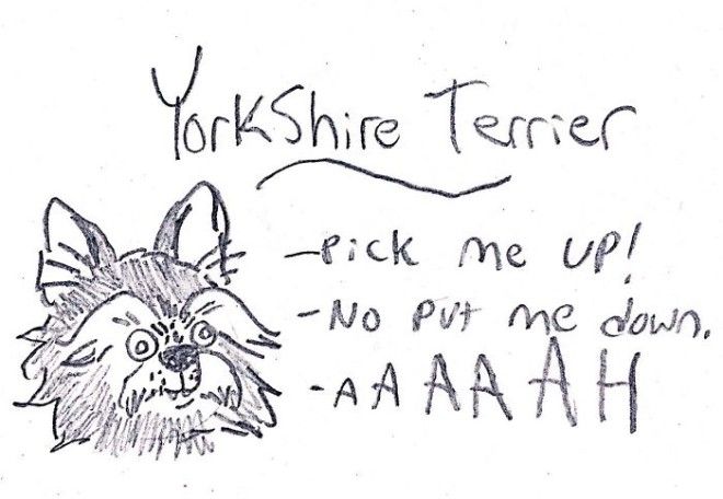 This Hilarious Dog Breed Guide Will Help You Choose Your Next Dog