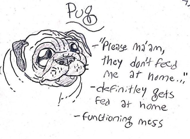 This Hilarious Dog Breed Guide Will Help You Choose Your Next Dog