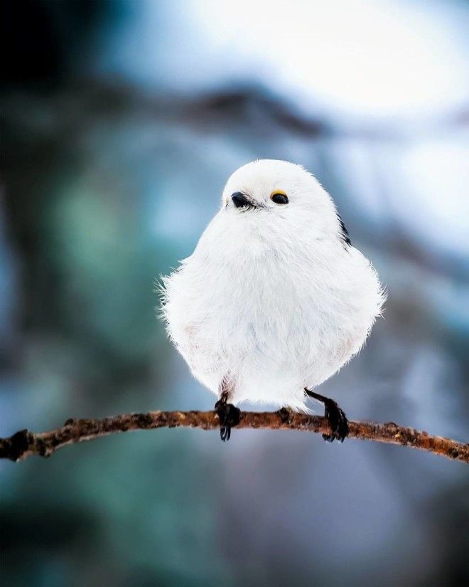 Photographer Spends Months In Forest Capturing Angry Birds In Real Life