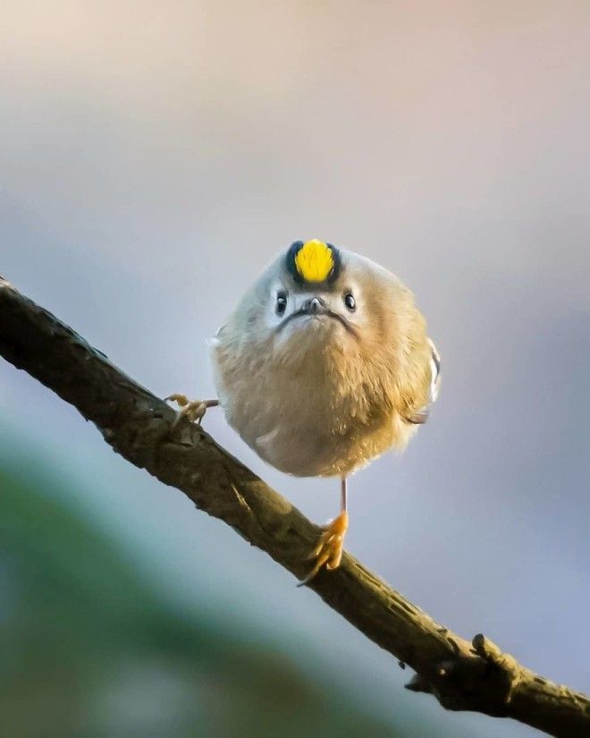 Photographer Spends Months In Forest Capturing Angry Birds In Real Life