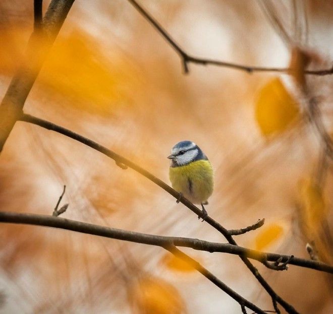 Photographer Spends Months In Forest Capturing Angry Birds In Real Life