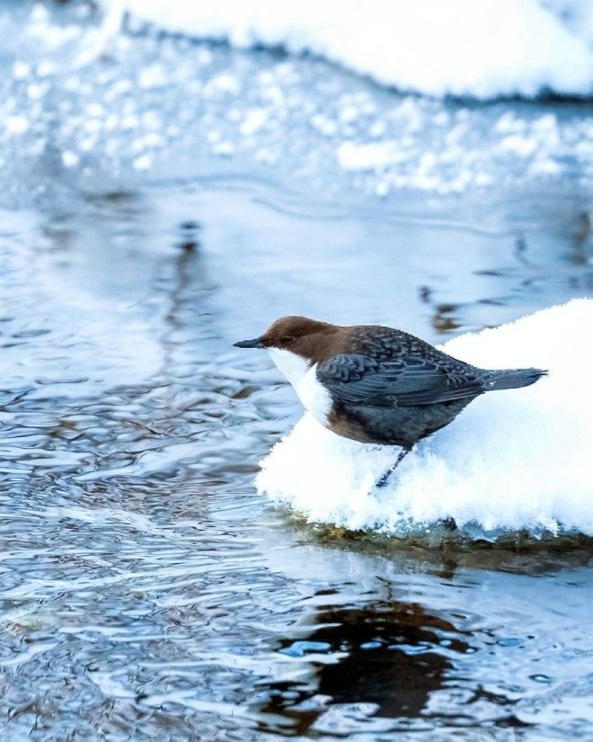 Photographer Spends Months In Forest Capturing Angry Birds In Real Life