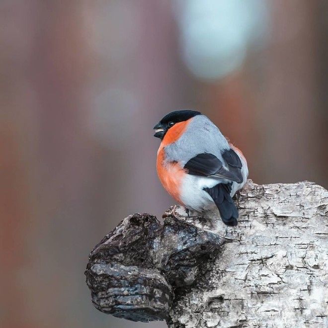 Photographer Spends Months In Forest Capturing Angry Birds In Real Life