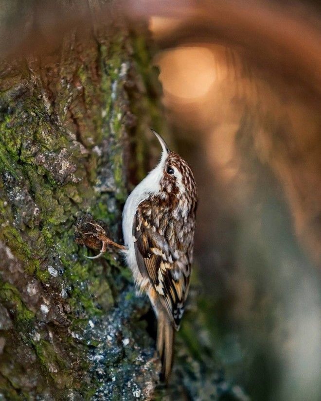 Photographer Spends Months In Forest Capturing Angry Birds In Real Life