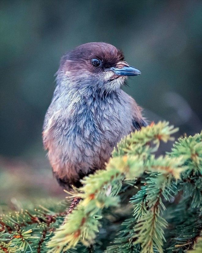 Photographer Spends Months In Forest Capturing Angry Birds In Real Life