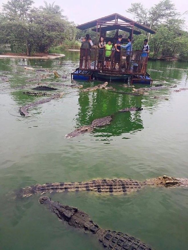 chinese-tourist-raft-feeding-meat-middle-of-hungry-crocodiles-4