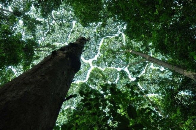 crown-shyness-2