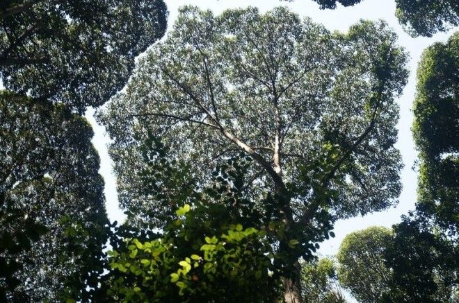 crown-shyness-3