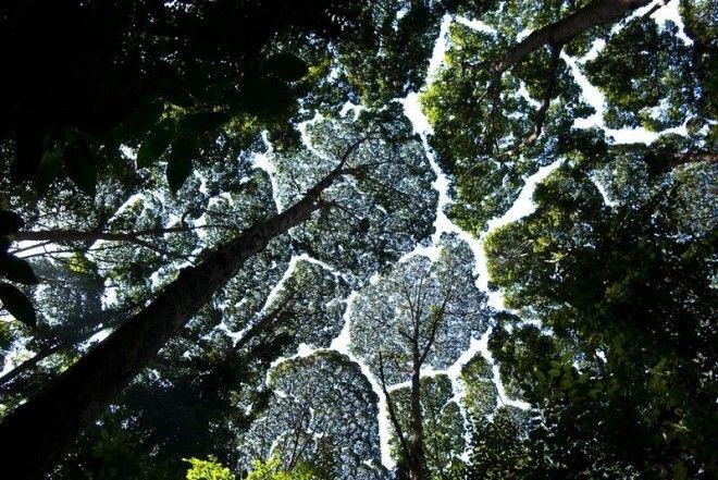 crown-shyness-4