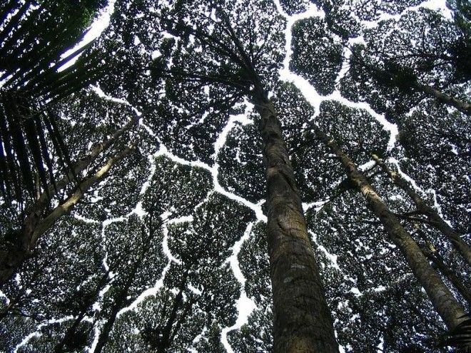 crown-shyness-5