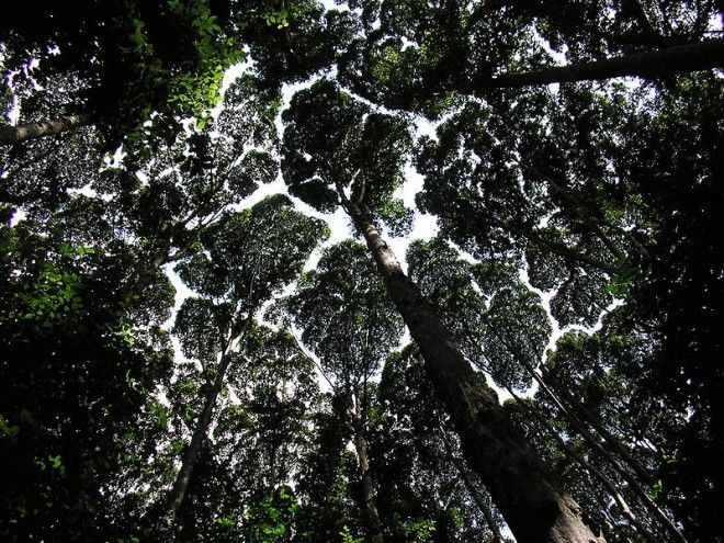 crown-shyness-6