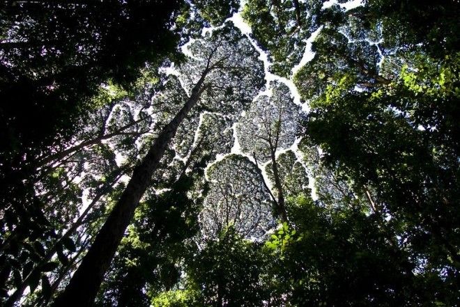 crown-shyness-8