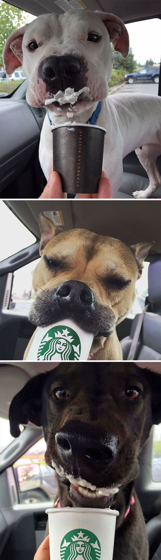 This Shelter Takes Dogs Out For ‘Puppuccinos’ To Find Them New Homes