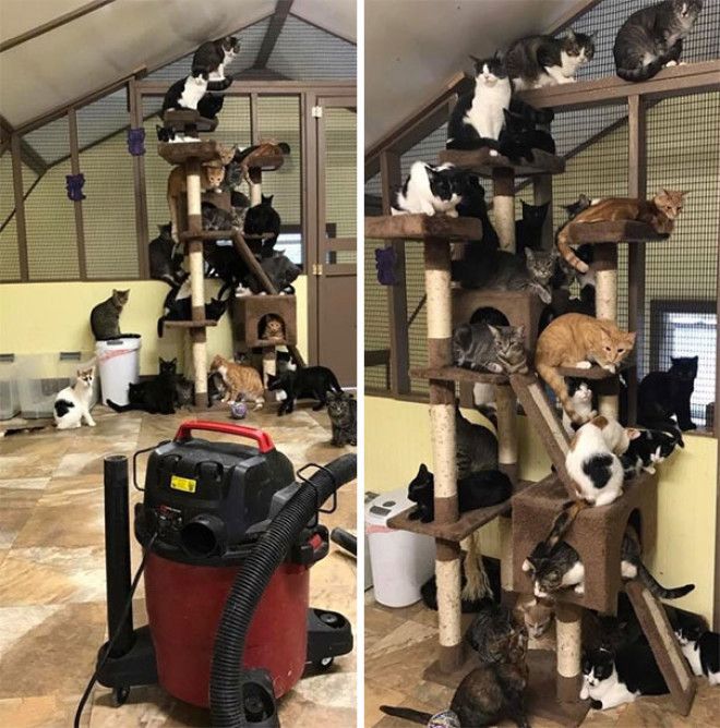 A Volunteer At Our Local Cat Rescue Turned On The Vacuum