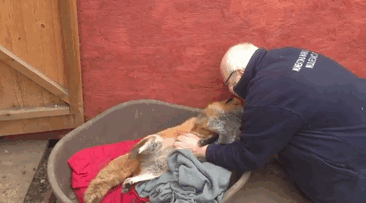 Fox Loves Wildlife Sanctuary Worker