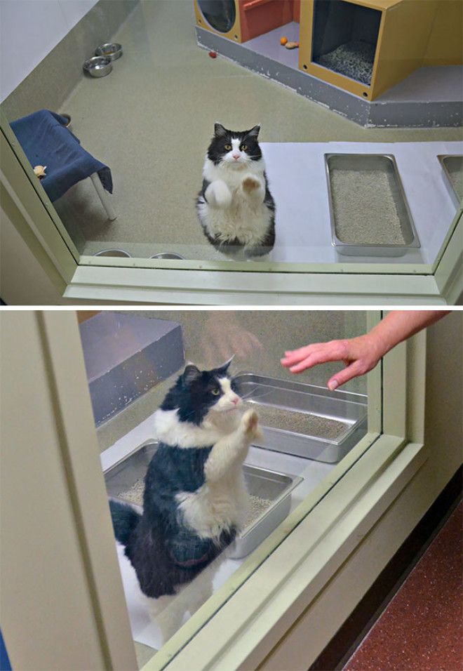 Sienna Paws At The Glass When Someone Walks By At The Shelter. She's 13