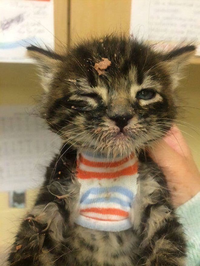 One Of My Local Rescues Posted This Photo Of A Kitten After His First Solid Food Meal