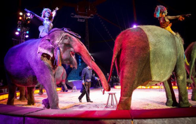England Set To Ban Wild Animals From Travelling Circuses