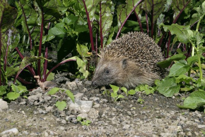 Hedgehogs like to hang out in gardens.