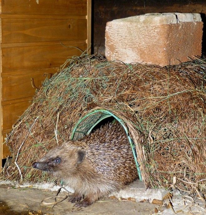 Hedgehogs may bed down in store-bought and handmade houses.