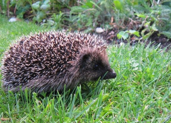 London has a lot of green space, but it is often subdivided in ways that aren't hedgehog-friendly. 