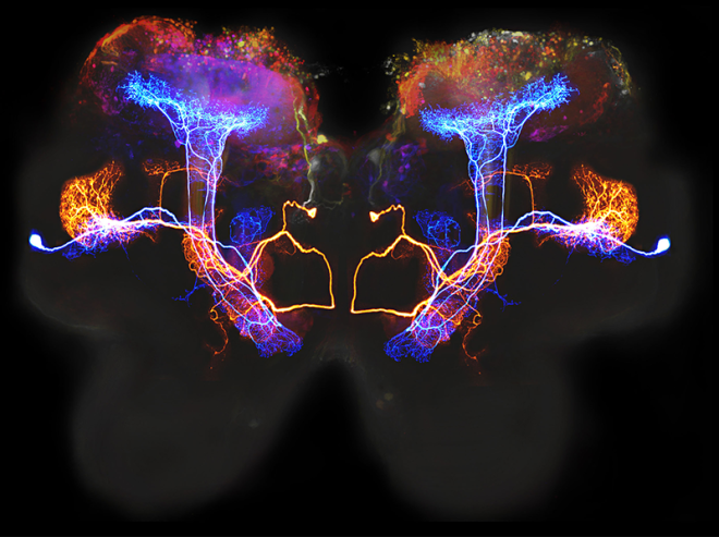These beta lobe neurons process olfactory information. The mushroom bodies at the top are brain areas associated with learning and memory.