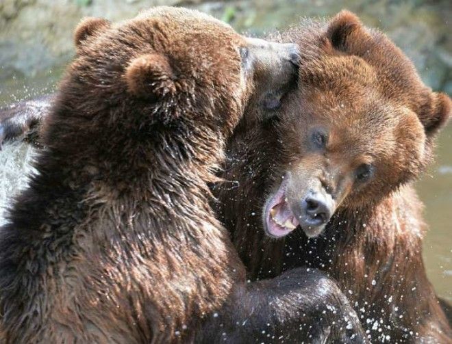 Two grizzly bears play in a pool at a zoo in France