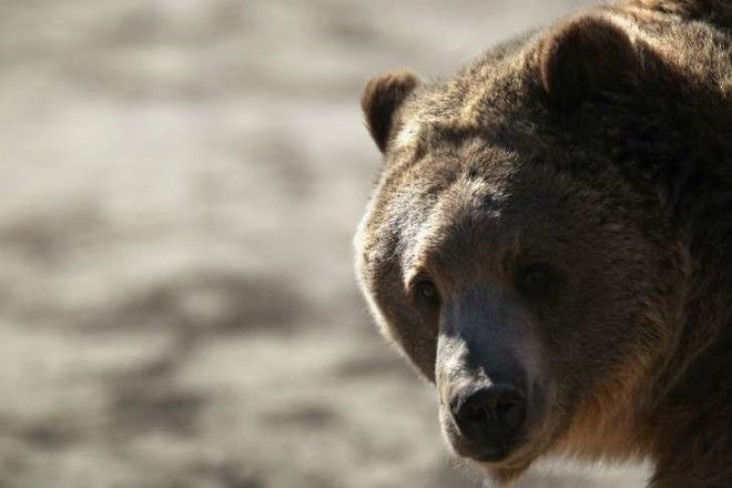 A grizzly bear appears at the Wild Animal Sanctuary in Keenseburg, Colorado