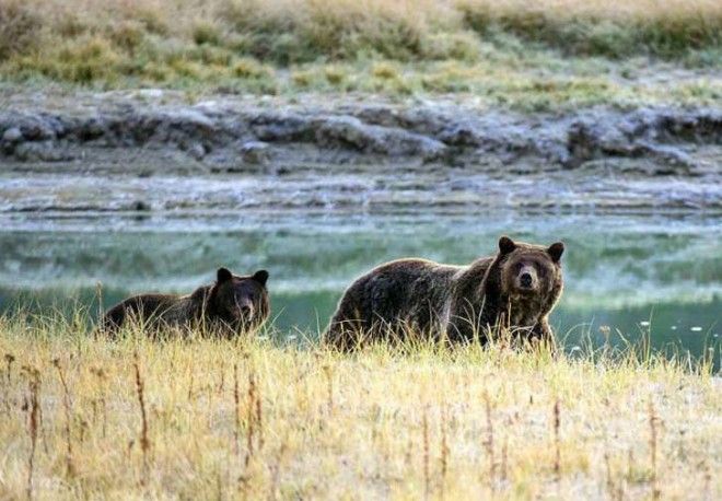 A grizzly bear and her cub walk in Yellowstone National Park