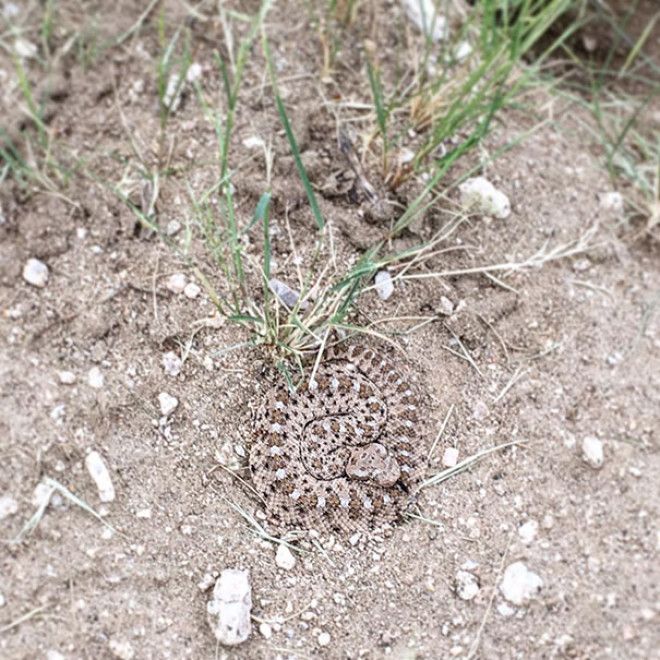 Almost Stepped On This Little Nope-Rope While Shooting